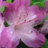 Fawn Azalea - 2 Gallon Pot 1 Fawn Azalea - 2 Gallon Pot -Garden Outdoor Plant Store azalea fawn 1