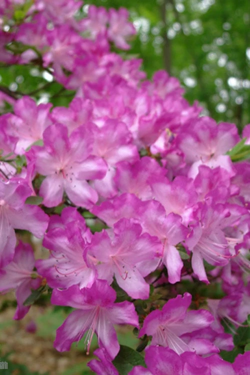 Fawn Azalea - 2 Gallon Pot 8 Fawn Azalea - 2 Gallon Pot - Image 6