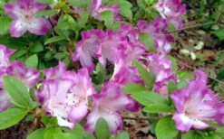 Fawn Azalea - 2 Gallon Pot 12 Fawn Azalea - 2 Gallon Pot -Garden Outdoor Plant Store azalea fawn 7