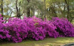 Formosa Southern Indica Azalea - 7 Gallon Pot 11 Formosa Southern Indica Azalea - 7 Gallon Pot -Garden Outdoor Plant Store azalea formosa hedge
