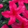 Gloria Deep Pink Sawada Azalea - 6 Pack Of 1 Gallon Pots 2 Gloria Deep Pink Sawada Azalea - 6 Pack Of 1 Gallon Pots -Garden Outdoor Plant Store azalea gloria deep pink sawada 1