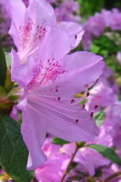 Gulf Pride Fragrant Southern Indica Azalea - 1 Gallon Pot -Garden Outdoor Plant Store azalea gulf pride 2