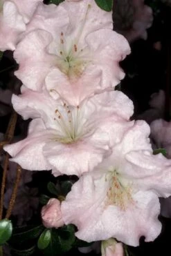 Gwenda Azalea (Robin Hill Hybrid) - 6 Pack Of 1 Gallon Pots -Garden Outdoor Plant Store azalea gwenda 6