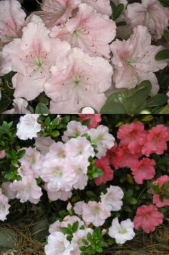 Gwenda Azalea (Robin Hill Hybrid) - 6 Pack Of 1 Gallon Pots -Garden Outdoor Plant Store azalea gwenda 7