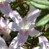 Lilacina Southern Indica Azalea - 3 Gallon Pot 2 Lilacina Southern Indica Azalea - 3 Gallon Pot -Garden Outdoor Plant Store azalea indica lilacina 5