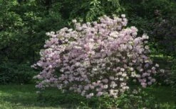 Lilacina Southern Indica Azalea - 3 Gallon Pot -Garden Outdoor Plant Store azalea indica lilacina 6