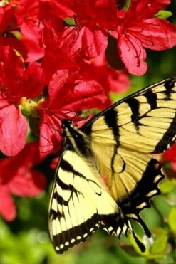 Midnight Flare Azalea - 3 Gallon Pot 13 Midnight Flare Azalea - 3 Gallon Pot -Garden Outdoor Plant Store azalea midnight flare 20