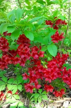 Midnight Flare Azalea - 3 Gallon Pot 12 Midnight Flare Azalea - 3 Gallon Pot -Garden Outdoor Plant Store azalea midnight flare 22