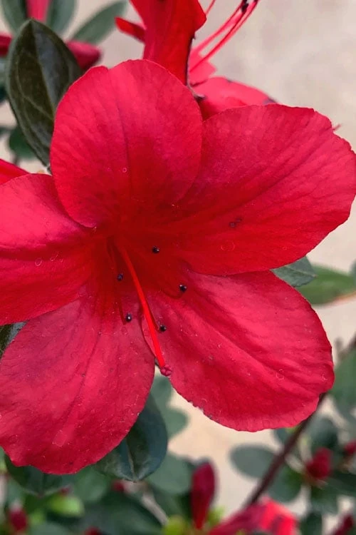 Midnight Flare Azalea - 3 Gallon Pot 3 Midnight Flare Azalea - 3 Gallon Pot