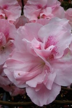 Nancy Of Robin Hill Azalea - 2 Gallon Pot 10 Nancy Of Robin Hill Azalea - 2 Gallon Pot -Garden Outdoor Plant Store azalea nancy at robin hill 1 1