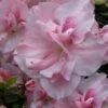 Nancy Of Robin Hill Azalea - 3 Gallon Pot 1 Nancy Of Robin Hill Azalea - 3 Gallon Pot -Garden Outdoor Plant Store azalea nancy of robin hill 4