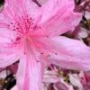 Northlake Beauty Azalea - 1 Gallon Pot -Garden Outdoor Plant Store azalea northlake beauty 10