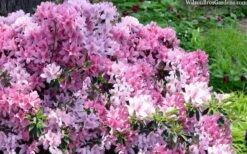 Northlake Beauty Azalea - 1 Gallon Pot 9 Northlake Beauty Azalea - 1 Gallon Pot -Garden Outdoor Plant Store azalea northlake beauty 13