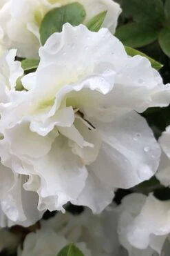 Perfecto Mundo Double White Reblooming Azalea - 3 Gallon Pot 15 Perfecto Mundo Double White Reblooming Azalea - 3 Gallon Pot -Garden Outdoor Plant Store azalea perfecto mondo double white 1