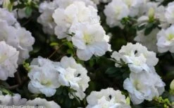 Perfecto Mundo Double White Reblooming Azalea - 3 Gallon Pot 14 Perfecto Mundo Double White Reblooming Azalea - 3 Gallon Pot -Garden Outdoor Plant Store azalea perfecto mondo double white 2