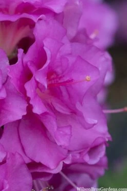 Perfecto Mundo Double Purple Reblooming Azalea - 3 Pack Of Quart Pots -Garden Outdoor Plant Store azalea perfecto mondo double20purple 1