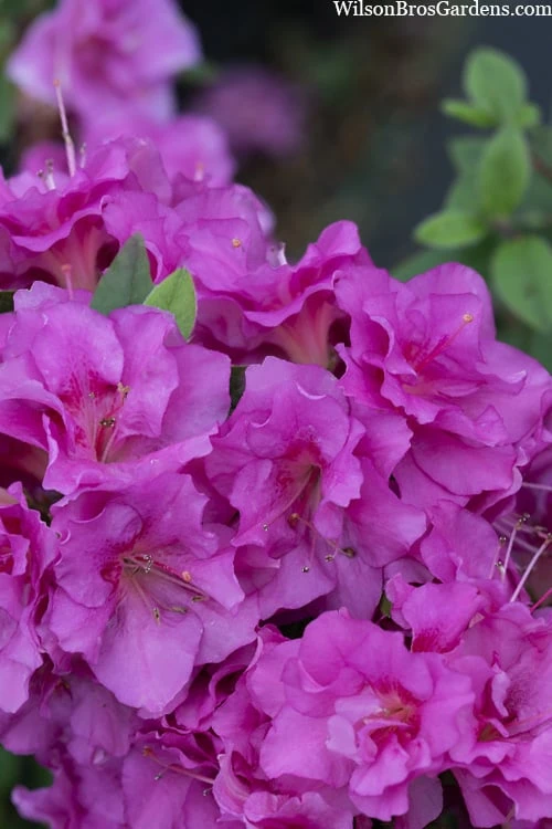 Perfecto Mundo Double Purple Reblooming Azalea - 3 Gallon Pot 8 Perfecto Mundo Double Purple Reblooming Azalea - 3 Gallon Pot - Image 6