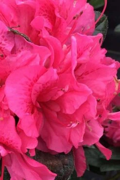 Perfecto Mundo Double Dark Pink Reblooming Azalea - 2 Gallon Pot 9 Perfecto Mundo Double Dark Pink Reblooming Azalea - 2 Gallon Pot -Garden Outdoor Plant Store azalea perfecto mundo double dark pink 1