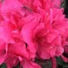 Perfecto Mundo Double Dark Pink Reblooming Azalea - 2 Gallon Pot 2 Perfecto Mundo Double Dark Pink Reblooming Azalea - 2 Gallon Pot -Garden Outdoor Plant Store azalea perfecto mundo double dark pink 2