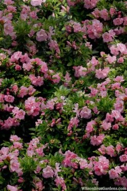 Perfecto Mundo Double Pink Reblooming Azalea - 3 Gallon Pot 13 Perfecto Mundo Double Pink Reblooming Azalea - 3 Gallon Pot -Garden Outdoor Plant Store azalea perfecto mundo double pink 1