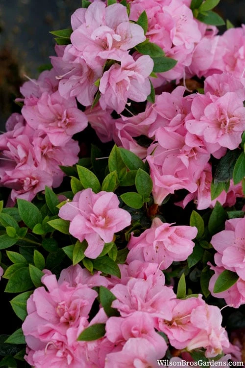 Perfecto Mundo Double Pink Reblooming Azalea - 3 Gallon Pot 7 Perfecto Mundo Double Pink Reblooming Azalea - 3 Gallon Pot - Image 5
