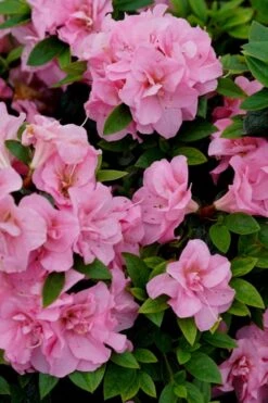 Perfecto Mundo Double Pink Reblooming Azalea - 2 Gallon Pot 11 Perfecto Mundo Double Pink Reblooming Azalea - 2 Gallon Pot -Garden Outdoor Plant Store azalea perfecto mundo double pink 4