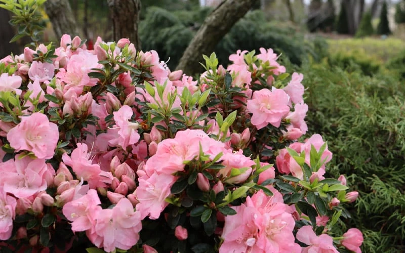 Perfecto Mundo Double Pink Reblooming Azalea - 3 Gallon Pot 6 Perfecto Mundo Double Pink Reblooming Azalea - 3 Gallon Pot - Image 4