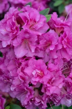 Perfecto Mundo Double Purple Reblooming Azalea - 1 Gallon Pot -Garden Outdoor Plant Store azalea perfecto mundo double purple 500x750 3