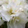 Perfecto Mundo Double White Reblooming Azalea - 3 Gallon Pot 2 Perfecto Mundo Double White Reblooming Azalea - 3 Gallon Pot -Garden Outdoor Plant Store azalea perfecto mundo double white 8