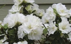Perfecto Mundo Double White Reblooming Azalea - 3 Gallon Pot 12 Perfecto Mundo Double White Reblooming Azalea - 3 Gallon Pot -Garden Outdoor Plant Store azalea perfecto mundo double white 9