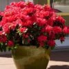 Perfecto Mundo Red Reblooming Azalea - 3 Pack Of Quart Pots -Garden Outdoor Plant Store azalea perfecto mundo red 3