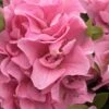 Perfecto Mundo Double Pink Reblooming Azalea - 2 Gallon Pot -Garden Outdoor Plant Store azalea perfectomundo double pink 100