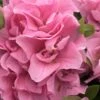 Perfecto Mundo Double Pink Reblooming Azalea - 3 Gallon Pot -Garden Outdoor Plant Store azalea perfectomundo double pink 101