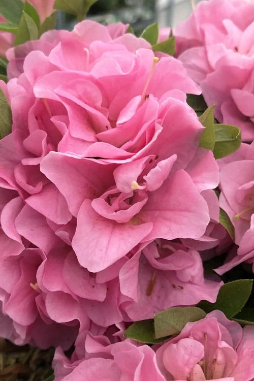 Perfecto Mundo Double Pink Reblooming Azalea - 3 Gallon Pot 3 Perfecto Mundo Double Pink Reblooming Azalea - 3 Gallon Pot