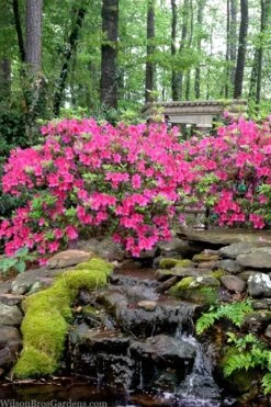 Pink Formosa Azalea - 1 Gallon Pot -Garden Outdoor Plant Store azalea pink formosa 2
