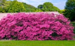 Pink Formosa Azalea - 1 Gallon Pot -Garden Outdoor Plant Store azalea pink formosa 4