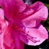Pink Formosa Azalea - 1 Gallon Pot -Garden Outdoor Plant Store azalea pink formosa 5