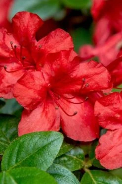 Stewartstonian Azalea - 3 Gallon Pot -Garden Outdoor Plant Store azalea stewartstonian 2