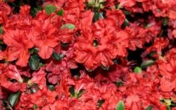 Stewartstonian Azalea - 3 Gallon Pot -Garden Outdoor Plant Store azalea stewartstonian 4