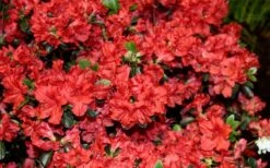 Stewartstonian Azalea - 3 Gallon Pot -Garden Outdoor Plant Store azalea stewartstonian 6