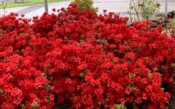 Stewartstonian Azalea - 3 Gallon Pot -Garden Outdoor Plant Store azalea stewartstonian 8