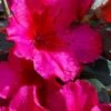 Temple Alexandra Aromi Evergreen Azalea - 1 Gallon Pot -Garden Outdoor Plant Store azalea temple alexandra 2