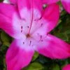 Vibrant Azalea (Harris Hybrid) - 1 Gallon Pot 1 Vibrant Azalea (Harris Hybrid) - 1 Gallon Pot -Garden Outdoor Plant Store azalea vibrant 100