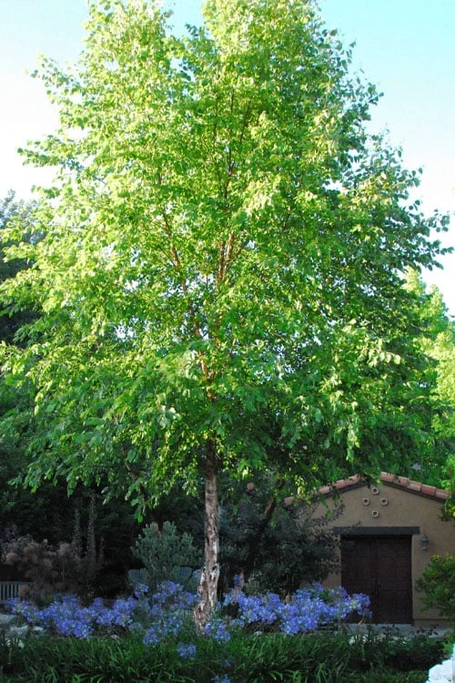 River Birch Tree (Single Trunk) - 3 Gallon Pot 3 River Birch Tree (Single Trunk) - 3 Gallon Pot