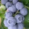 Northern Highbush Blueberry (Vaccinum Corymbosum) - 3 Gallon Pot -Garden Outdoor Plant Store blueberry northern highbush 3 800x500 1