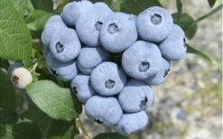 Northern Highbush Blueberry (Vaccinum Corymbosum) - 3 Gallon Pot 11 Northern Highbush Blueberry (Vaccinum Corymbosum) - 3 Gallon Pot -Garden Outdoor Plant Store blueberry northern20highbush 3 800x500 1