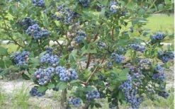 Northern Highbush Blueberry (Vaccinum Corymbosum) - 3 Gallon Pot 10 Northern Highbush Blueberry (Vaccinum Corymbosum) - 3 Gallon Pot -Garden Outdoor Plant Store blueberry northern20highbush 800x500 1