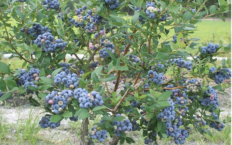 Northern Highbush Blueberry (Vaccinum Corymbosum) - 3 Gallon Pot 6 Northern Highbush Blueberry (Vaccinum Corymbosum) - 3 Gallon Pot - Image 4