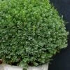 Korean Dwarf Boxwood - Buxus Sinica Var. Insularis 'Nana' - 1 Gallon Pot 2 Korean Dwarf Boxwood - Buxus Sinica Var. Insularis 'Nana' - 1 Gallon Pot -Garden Outdoor Plant Store boxwood korean dwarf insularis nana 5 1