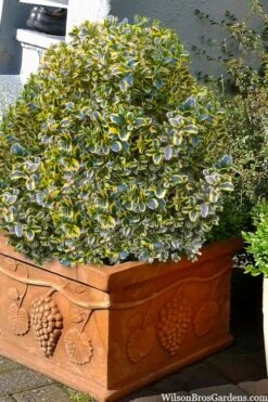 Sunburst Variegated Korean Boxwood - 1 Gallon Pot 15 Sunburst Variegated Korean Boxwood - 1 Gallon Pot -Garden Outdoor Plant Store boxwood sunburst golden 11